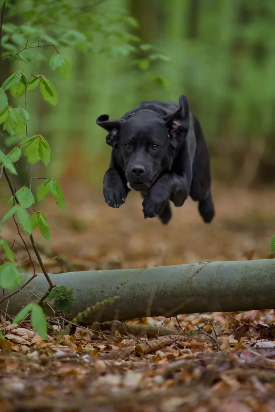 Schwarzer Hund springt über einen Baumstamm im Wald