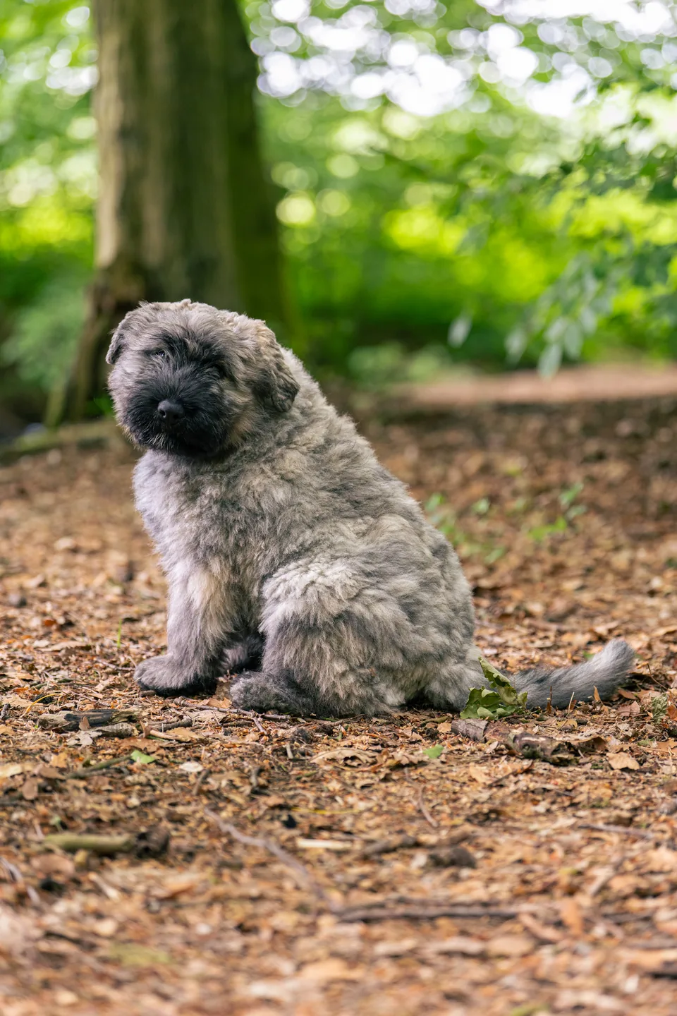 Hund in der Natur