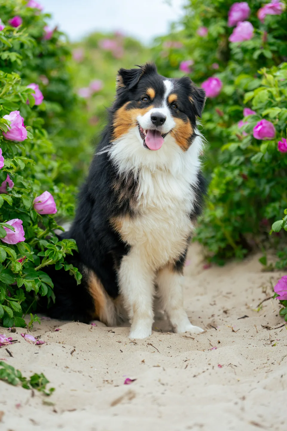 Australian Shepherd läuft auf einem Waldweg