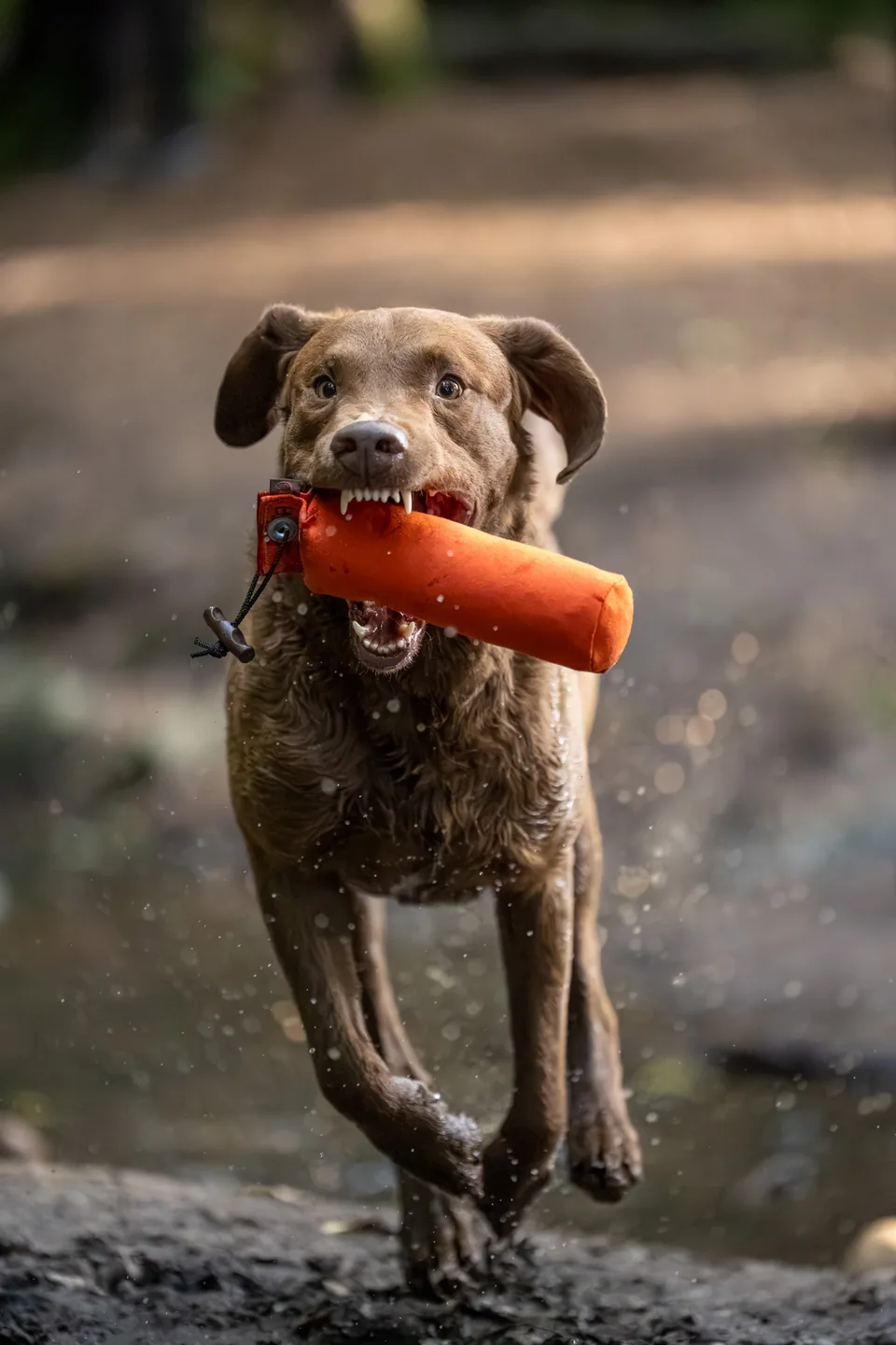 Chesapeake Bay Retriever apportiert ein Dummy am Wasser