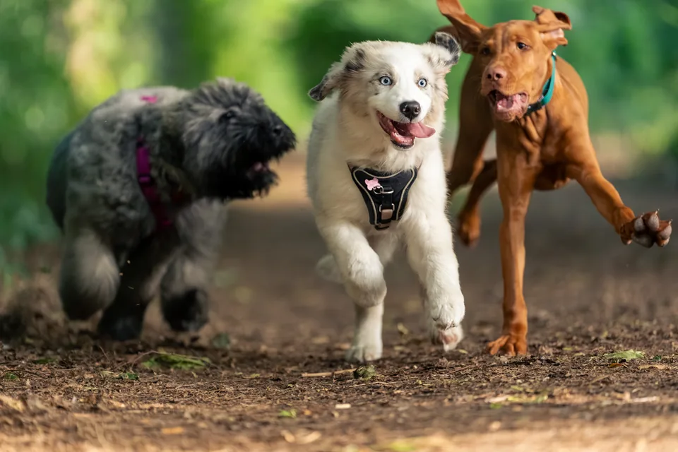 Drei Hunde rennen gemeinsam über einen Waldweg