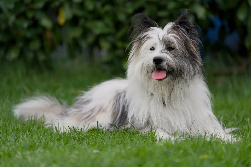 Langhaariger Hund liegt entspannt auf der Wiese