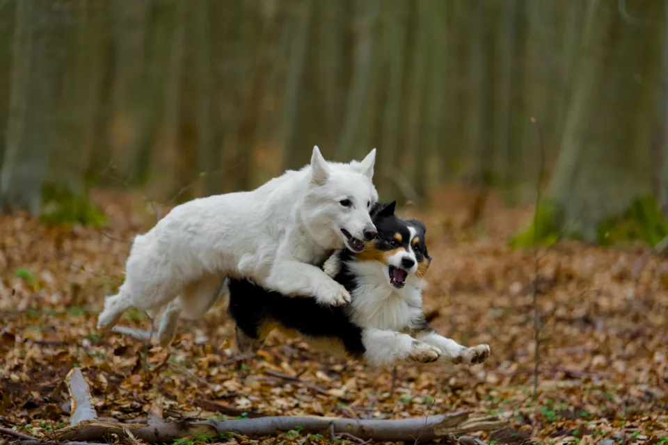Zwei Hunde spielen ausgelassen im herbstlichen Wald