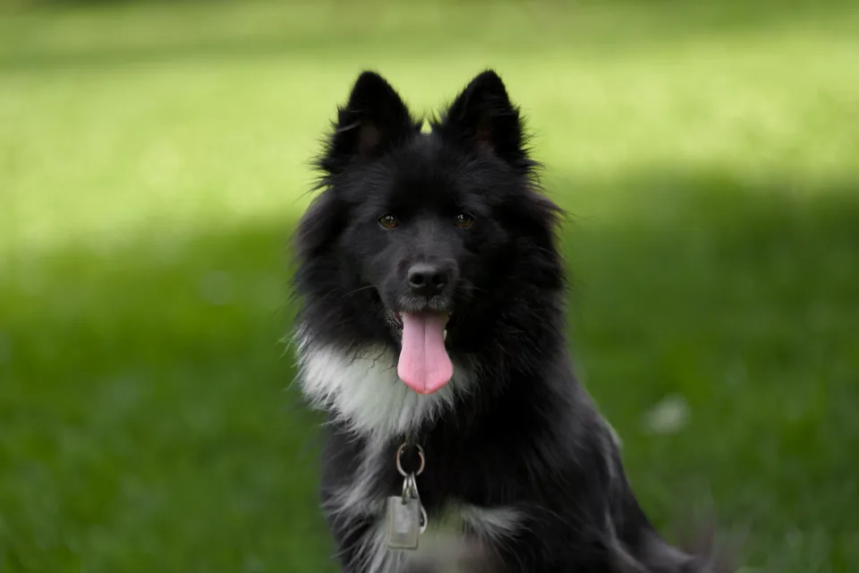 Schwarzer Hund blickt aufmerksam in die Kamera