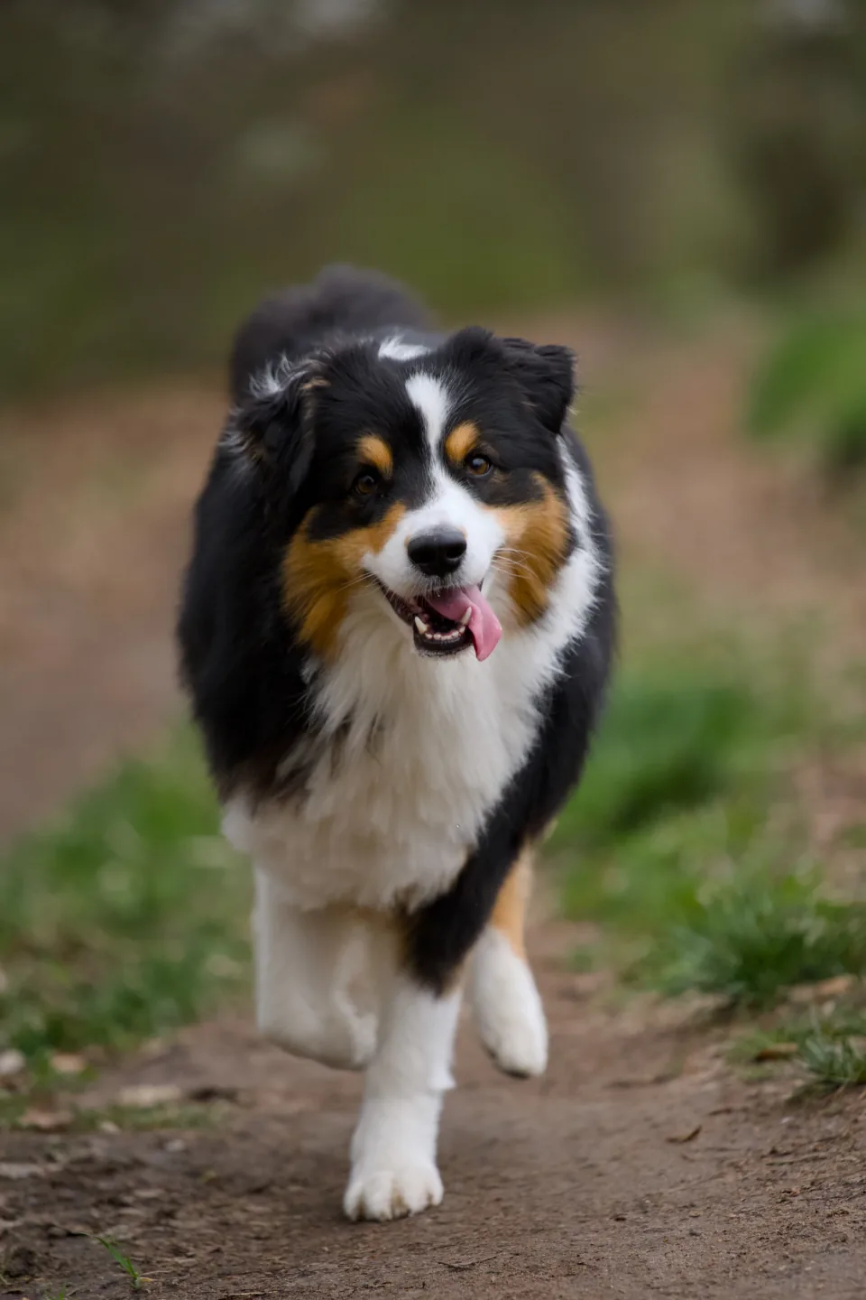 Australian Shepherd läuft auf einem Waldweg