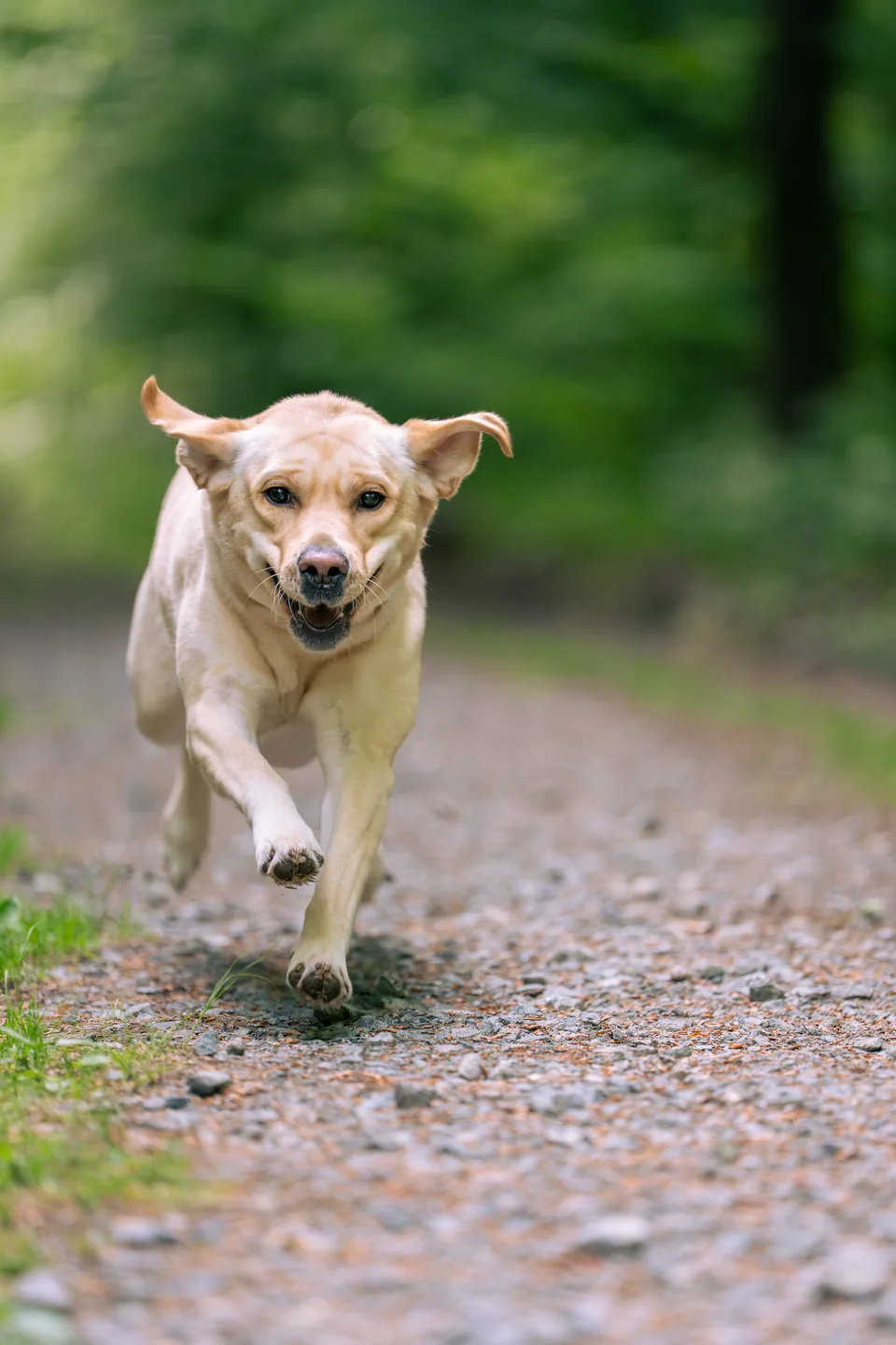 Hund in stimmungsvoller Lichtszene