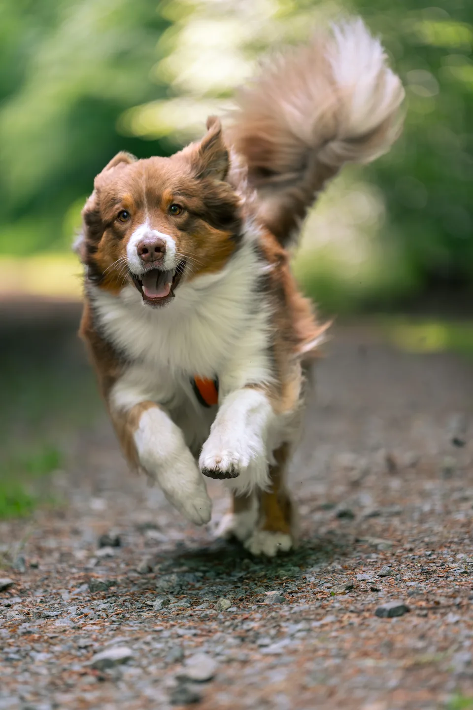 Hund im Porträt